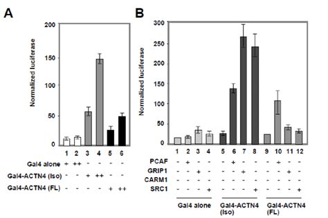 Transcriptional Activation By Actn4 Through An Intrinsic Download Scientific Diagram