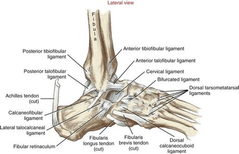 Adult Ankle Radiographs Trauma Orthobullets