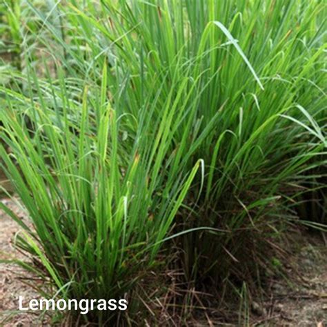 Lemongrass Blind Trapper Holistic Foods