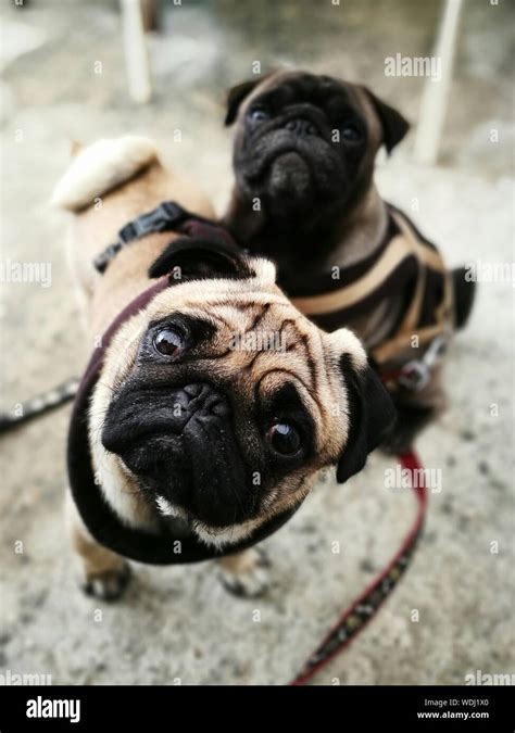 Purebred Pugs Hi Res Stock Photography And Images Alamy