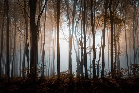 Muralo Fototapeta Poranek W Lesie Dekoracja Abstrakcyjna Natura Drzewa