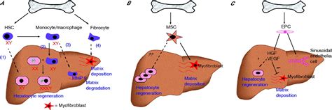 Bone Marrow Stem Cells And Liver Disease Gut