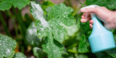 How To Identify And Treat Powdery Mildew On Plants Living Color Garden Center