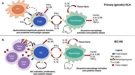 Immune Effector Cell Associated Hemophagocytic Lymphohistiocytosis Like Syndrome