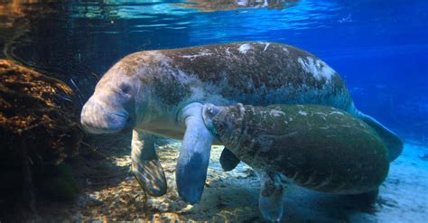 What Do Manatees Eat? 9 Foods In Their Diet - A-Z Animals
