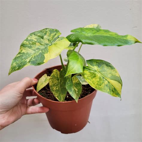 Alocasia Macrorrhiza Aurea Variegata Urban Jungle