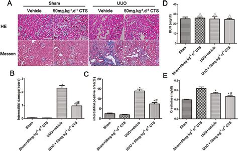 Cts Alleviates Renal Injury And Fibrosis In The Seven Day Uuo Mouse