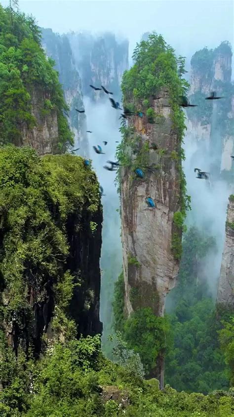 Chirping of Birds🐦🕊️ | Beautiful nature scenes, Beautiful scenery ...