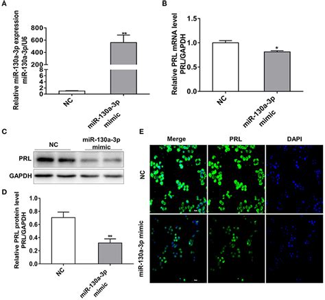 Frontiers MiR 130a 3p Inhibits PRL Expression And Is Associated With