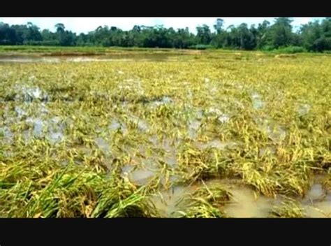 Desa Terendam Banjir Hektar Sawah Terancam Gagal Panen Kolom Desa