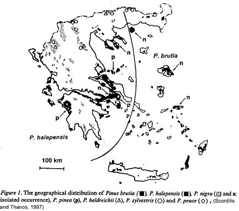 Pinus nigra Πεύκη η μαύρη