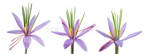 Saffron flowers stock image. Image of healthy, ingredient - 269292149