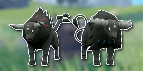 How To Get Blaze Breed And Aqua Breed Paldean Tauros In Pokémon Scarlet And Violet