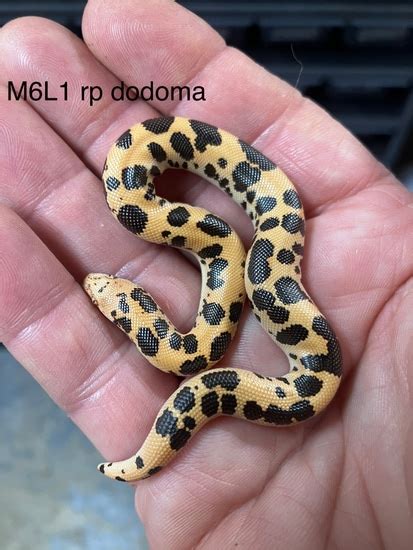 Reduced Pattern Dodoma Kenyan Sand Boa By Sandboas By Scott Miller