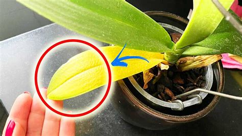 Come Affrontare Il Problema Delle Foglie Gialle Nelle Orchidee Guida