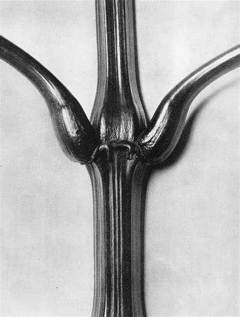 Karl Blossfeldt L A Noble Gallery