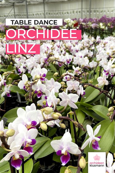 Orchidee Orchid Phalaenopsis Table Dance Linz Tischdekoration