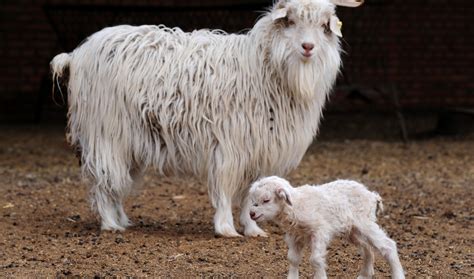 Pashmina goat cloned by Indian scientists | The World from PRX