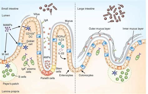 Regulation of Immunity & the Microbiome | Immunopaedia