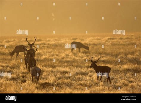 Red Deer Stags In The Morning Sun On A Meadow Stock Photo Alamy