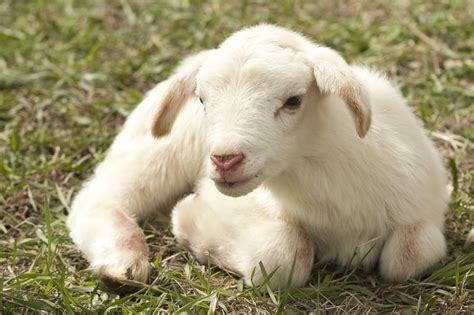 Agnello Delle Azzorre Preferito A Pasqua The Portugal News