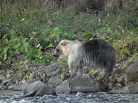 Brown Bears Are Turning Silver On Remote Islands