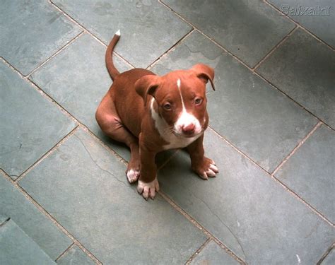 The Most Dangerous Dog In The World Pitbull Puppies Pitbulls