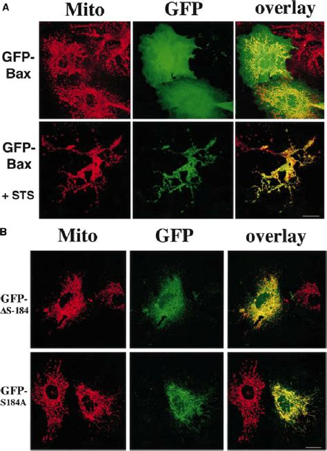 Gfpbax And Gfpbax Mutant Distribution In Bax Knockout Cells Bax Download Scientific