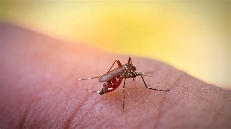 Intervention Successfully Reduces Dengue Fever Cases Giving Compass