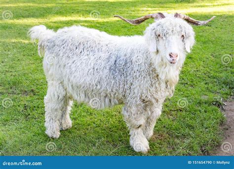 Angora Goat Kids