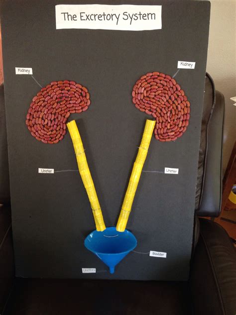 Excretory System Project 5th Grade My Daughter Used A Funnel For The Bladder Foam Pipe Insu