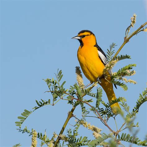 Gallery - Woodland Birds — Eastside Audubon Society