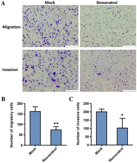 Resveratrol Inhibits The Migration And Invasion Of Bgc823 Cells As