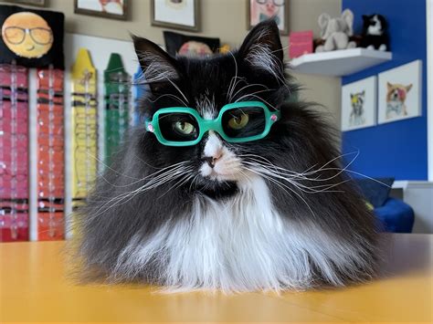 Truffles the Cat Conquers Her Colorblindness With Special Glasses | The Dog People by Rover.com