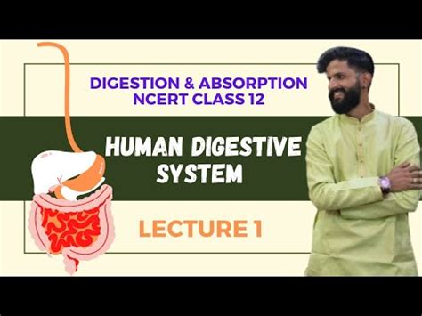 Digestion And Absorption Ncert Class Human Digestive System