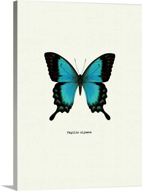 Blue Butterfly Wall Art Canvas Prints Framed Prints Wall Peels