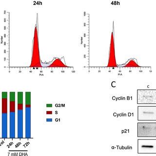 Dha Induces Weak Cell Cycle Arrest At G S And G M A Hepg Cells