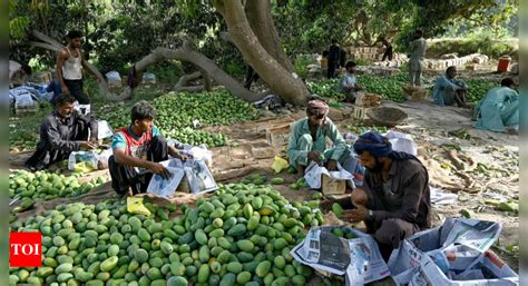 Climate Change Threatens Pakistans Mango Harvest Times Of India