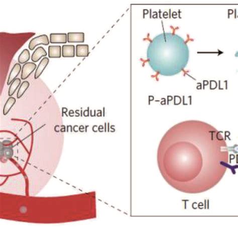 Schematic Illustration Of The Delivery Of Apdl1 To The Primary Tumor