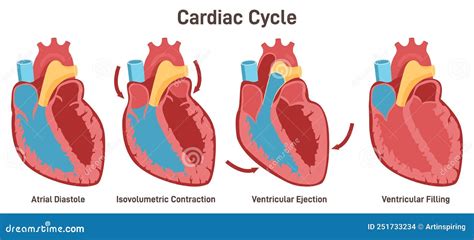 Contraction Of Blood Vessels On A Heart Background Royalty Free Stock