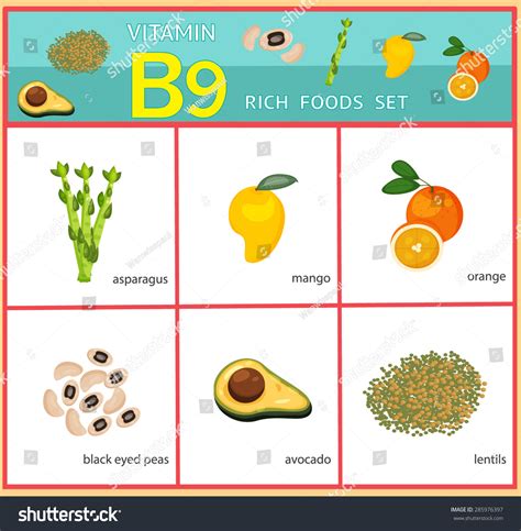 Vitamin B9 Rich Foods Set Illustration Vector Royalty Free Stock Vector 285976397