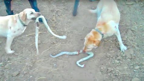 Rattlesnake Bites Dog - YouTube