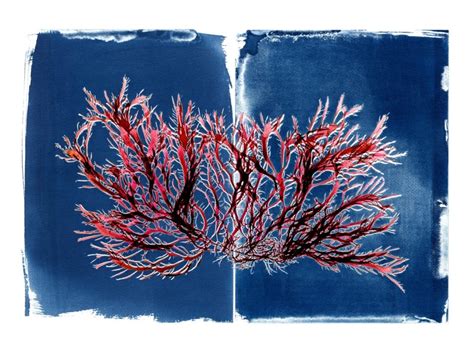 Seaweed Commons Project The Curious World Of Seaweed Exibit