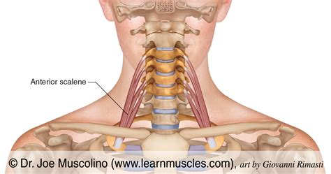 Anterior Neck Muscles Cadaver