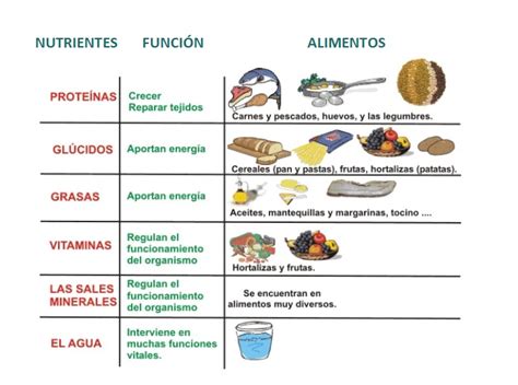 La Evolución De La Nutrición