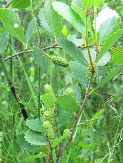 Dwarf Birch Bog Birch Swamp Birch Betula Pumila Look Be Flickr