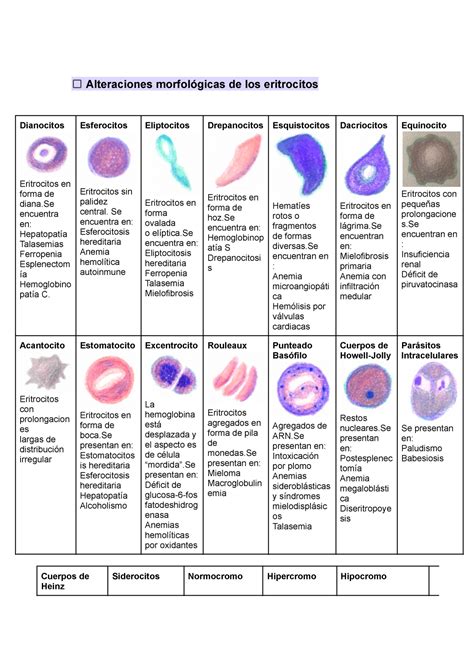 Alteraciones Morfologicas De Los Eritrocitos Mapa Mental The Best Hot