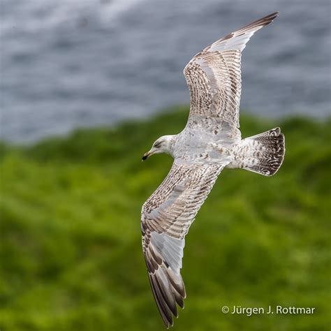 F R Er Inseln Mykines Eissturmvogel Northern Fulmar Rottmar