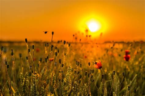 Sfondi Luce Del Sole Paesaggio Tramonto Fiori Natura Cielo