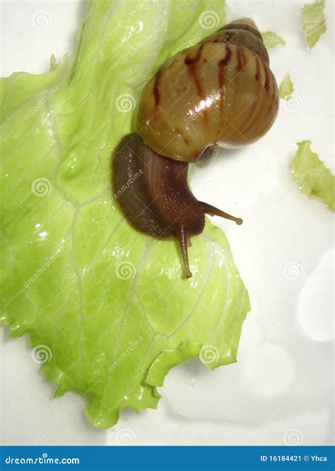 Caracol Que Come A Folha Fresca Imagem De Stock Imagem De Lesma